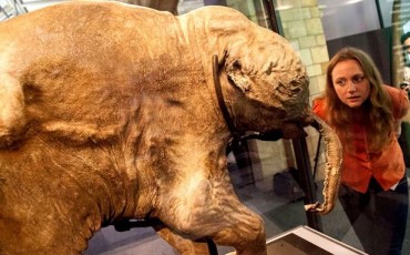 Natural History Museum - Lyuba