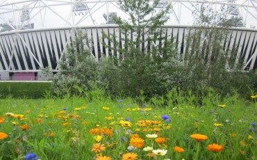 London Olympic Park - sttadium and garden