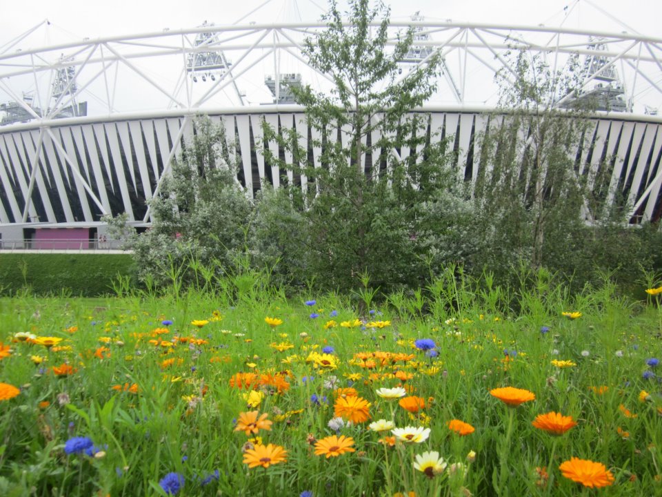 London Olympic Park  - sttadium and garden