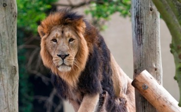 London Zoo: Asian Lions