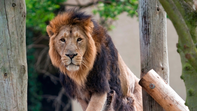 London Zoo: Asian Lions