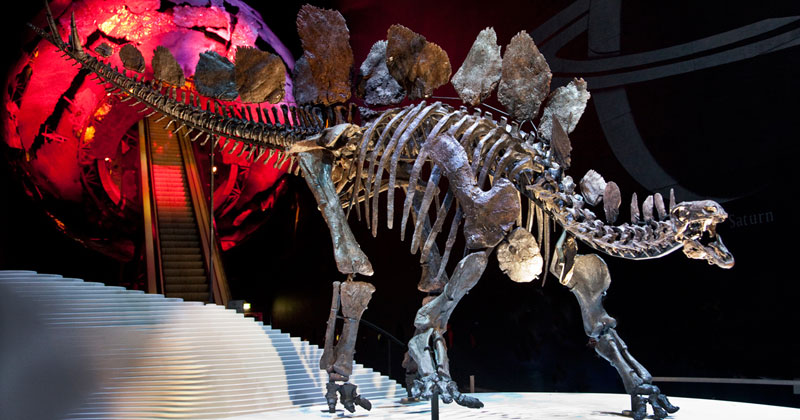 Natural History Museum: Stegosaurus Skeleton
