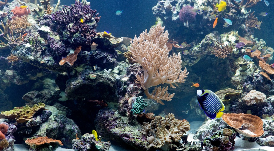 Coral Reefs: Secret Cities of the Sea exhibition at Natural History ...