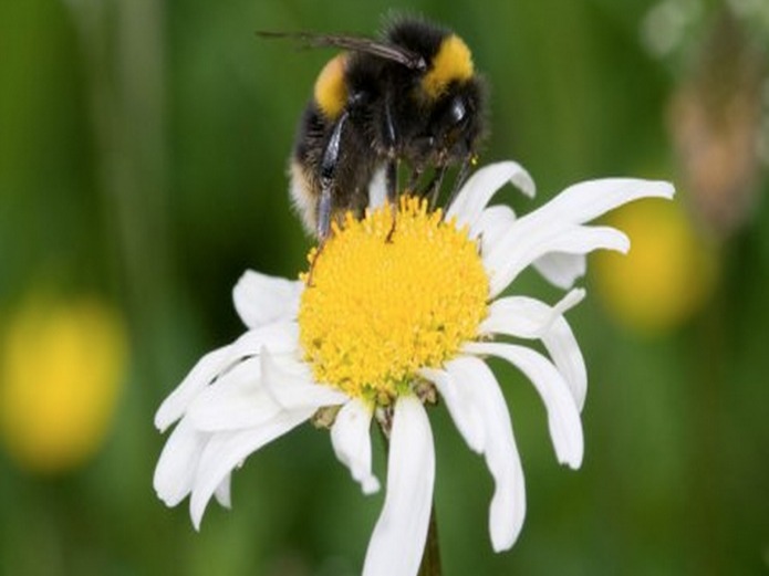 Natural History Museum: Wildlife Garden: Bumblebee