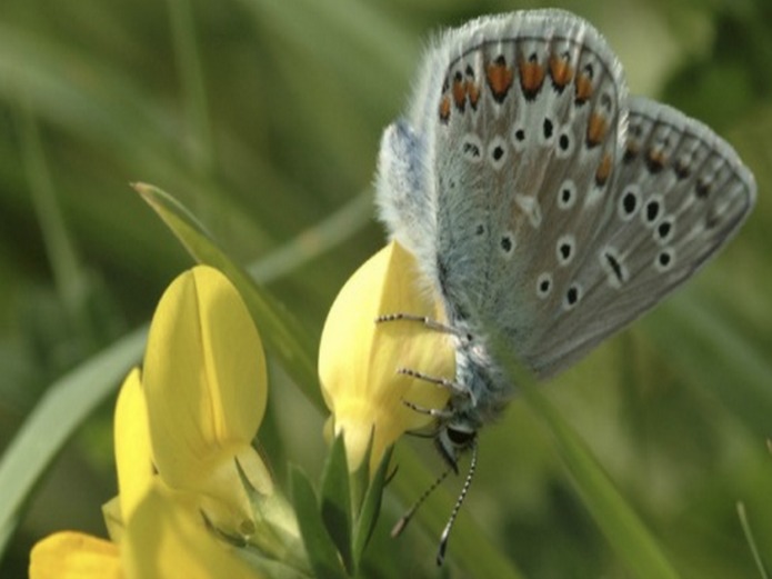 Natural History Museum: Wildlife Garden: Butterfly