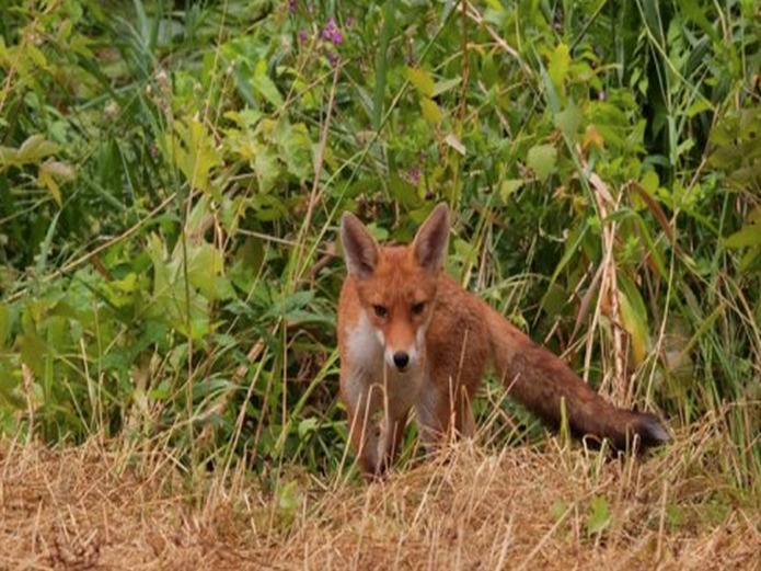 Natural History Museum: Wildlife Garden: Fox