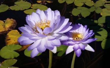 Kew Gardens - Waterlily