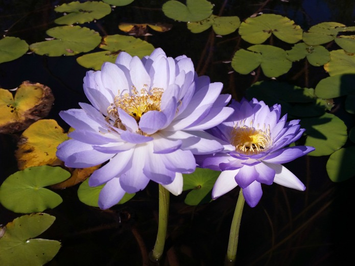 Kew Gardens - Waterlily