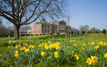 Kensington Palace - Springtime daffodils bloom in the east front gardens.