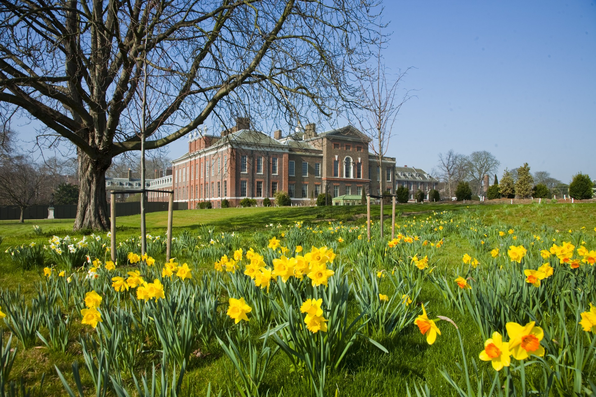 Kensington Palace - Springtime daffodils bloom in the east front gardens.