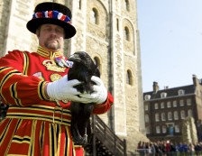 Tower of London - Raven Master Chris Skaife with Rocky the raven. It is not known when the ravens first came to the Tower of London but their presence is protected by legend.