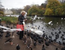 London Royal Parks: Lady feeding birds in St James’s Park. Photo Credit: ©Ursula Petula Barzey.