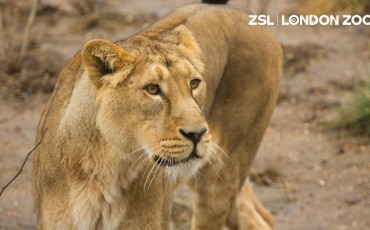 ZSL London Zoo - Lion Rubi. Photo Credit: ©ZSL London Zoo.