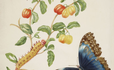 Branch of West Indian cherry with Achilles Morpho butterfly, 1701-05. Photo Credit: ©Royal Collection Trust/Her Majesty Queen Elizabeth II 2015.