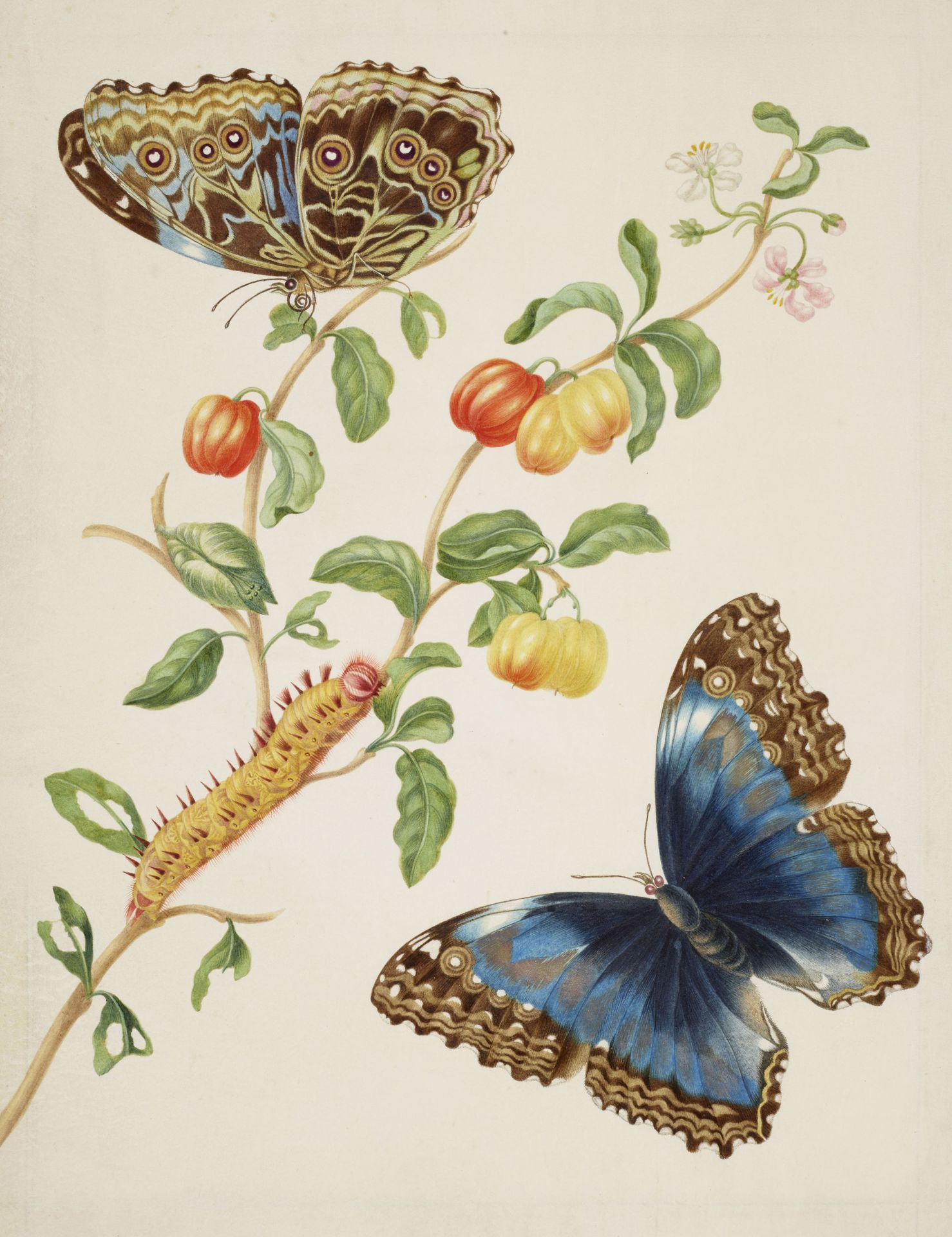 Branch of West Indian cherry with Achilles Morpho butterfly, 1701-05. Photo Credit: ©Royal Collection Trust/Her Majesty Queen Elizabeth II 2015.