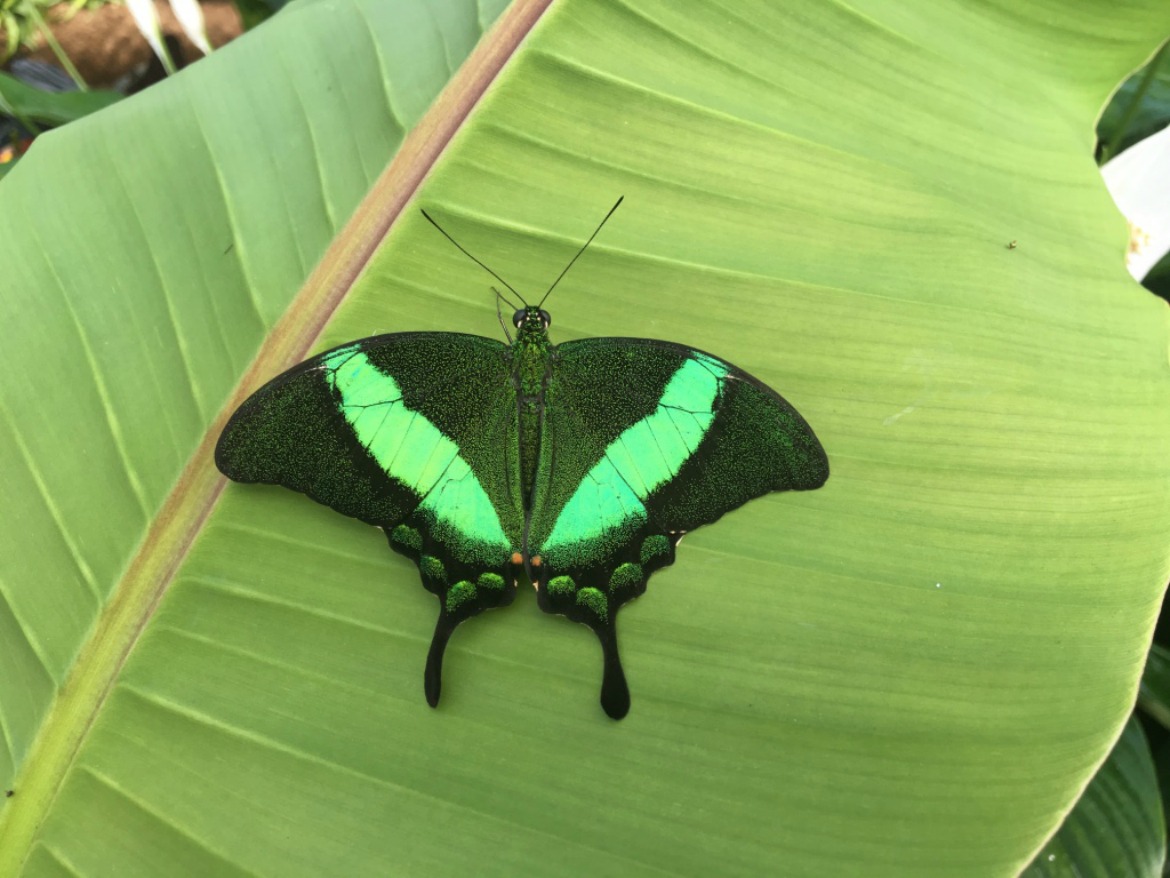 2016 RHS Hampton Court Palace Flower Show_Butterfly Dome_Black & Green Butterfly