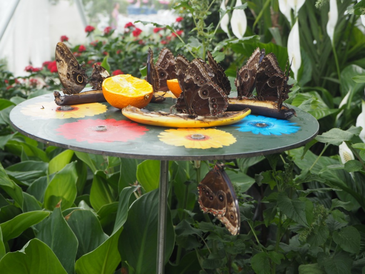 2016 RHS Hampton Court Palace Flower Show: Butterfly Dome Blue Morpho Butterflies at feeding station. Photo Credit: ©Ursula Petula Barzey. 