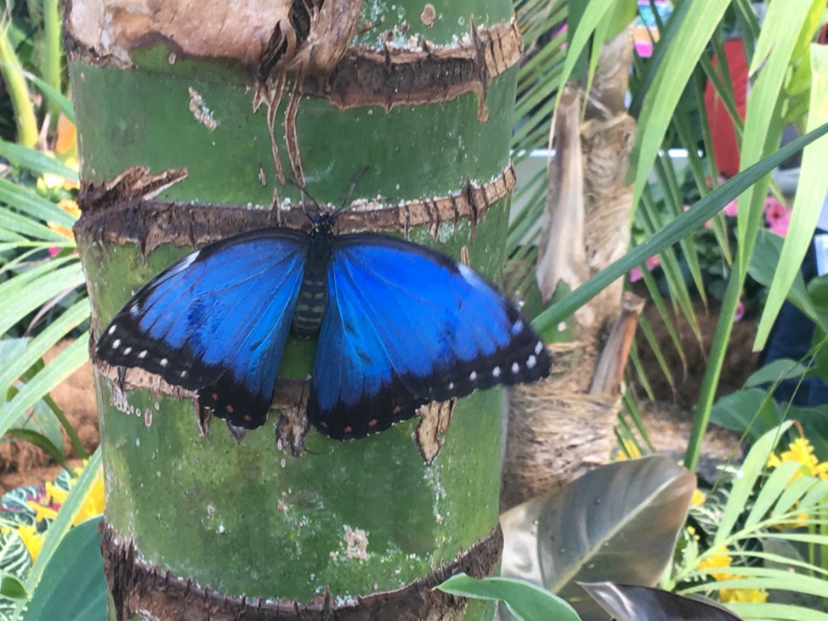 2016 RHS Hampton Court Palace Flower Show_Butterfly Dome_Blue Morpho Butterfly