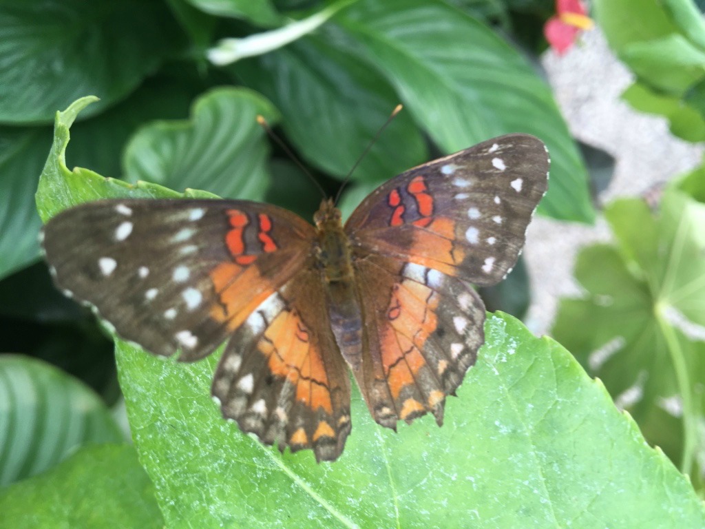 2016 RHS Hampton Court Palace Flower Show_Butterfly Dome_Brown & Orange Butterfly