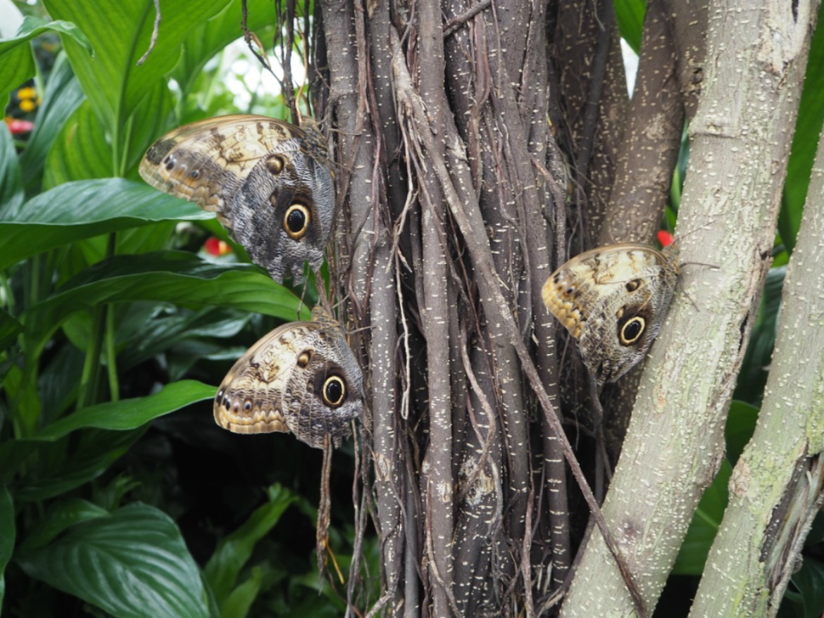 2016 RHS Hampton Court Palace Flower Show_Butterfly Dome_Pale Owl Butterflies