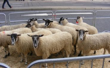 Sheep drive over London Bridge. Photo Credit: ©David Jagger.