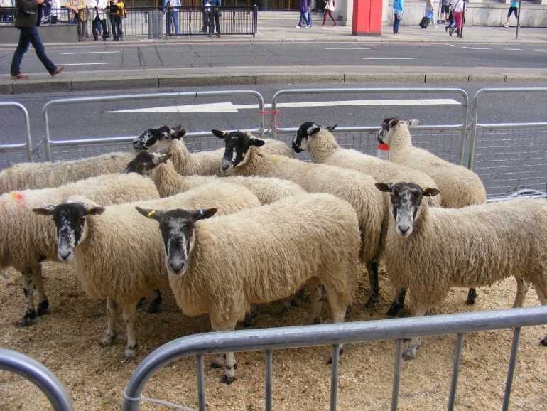 Sheep drive over London Bridge. Photo Credit: ©David Jagger.