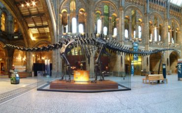 Dippy the Diplodocus at Natural History Museum. Photo Credit: © Natural History Museum.