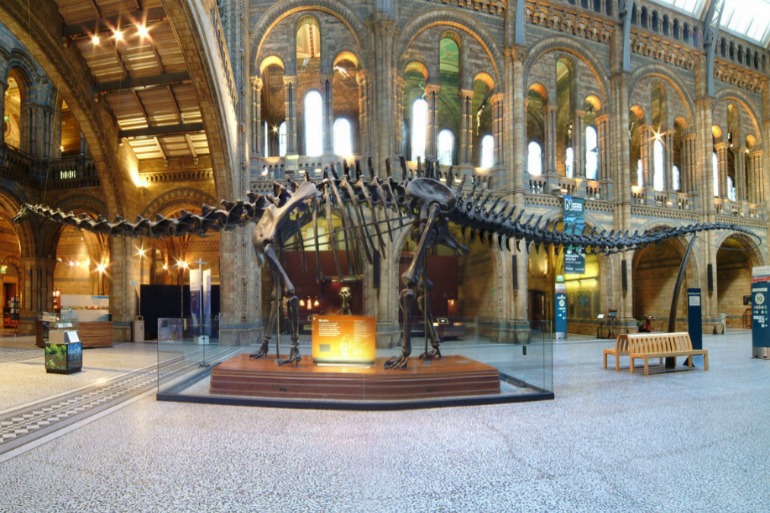 Dippy the Diplodocus at Natural History Museum. Photo Credit: © Natural History Museum.