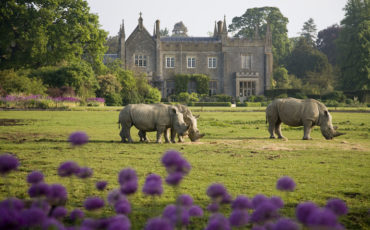 The Cotswolds: View of the Cotswold Wildlife Park in May 2010 with Rhino's in foreground. Photo Credit: © Andrew Lawson via Visit England / Cotswold Wildlife Park.
