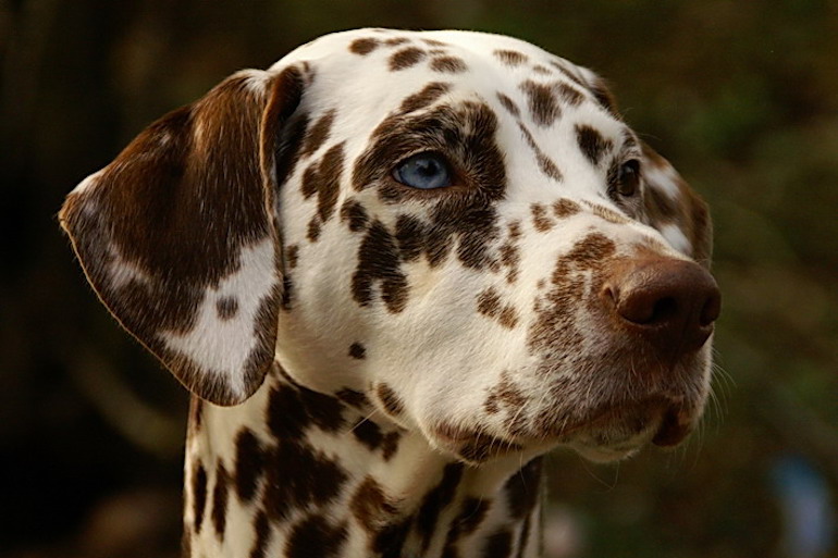 Blue Eye Dalmatian. Photo Credit: © Public Domain via Wikimedia Commons. 