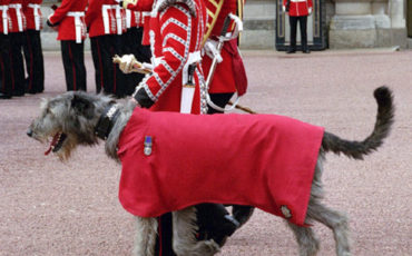 Irish Guards Irish Wolfhound Mascot. Photo Credit: © Elf via Wikimedia Commons.