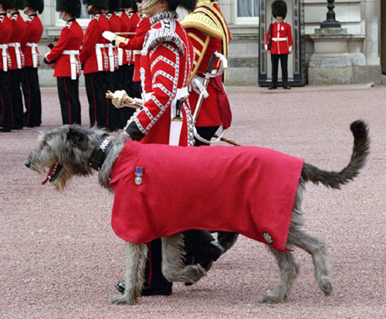 Irish Guards Irish Wolfhound Mascot. Photo Credit: © Elf via Wikimedia Commons. 