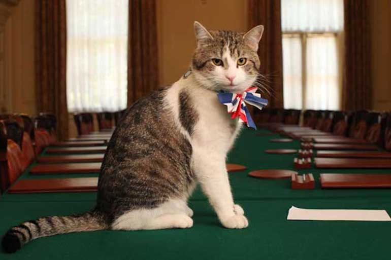 Famous Cats in London: Larry, Chief Mouser to the Cabinet Office. Photo Credit: © OGL via Wikimedia Commons. 