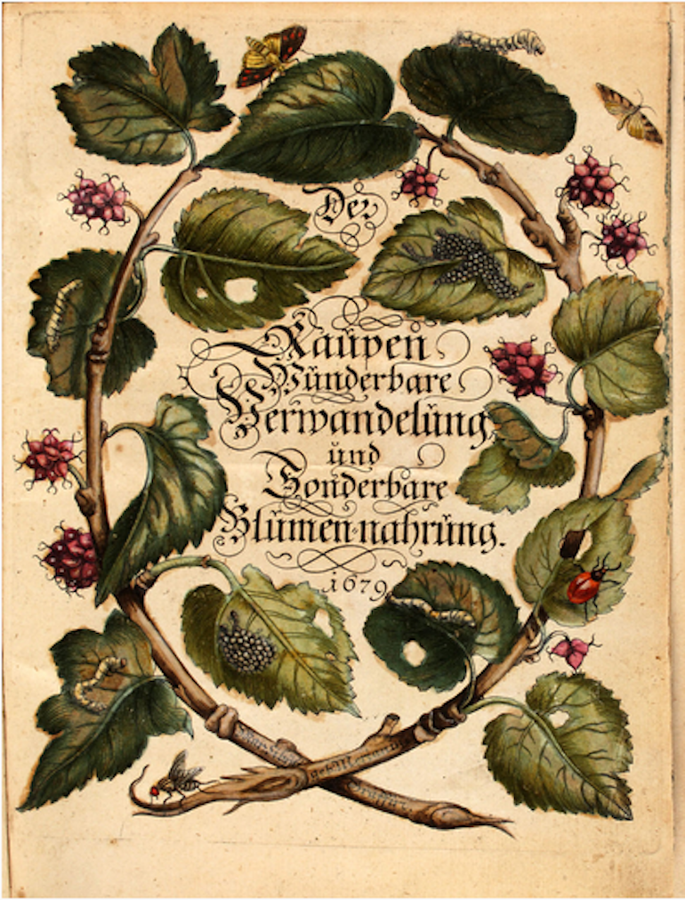 Title page of The Caterpillars' Marvelous Transformation and Strange Floral Food, first volume, published 1679 by Maria Sibylla Merian. Photo Credit: © Wikimedia Commons.