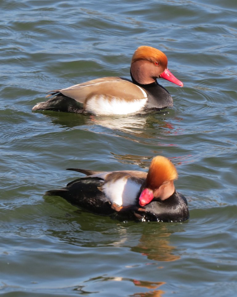 Pochard ducks on West Boating Lake, Victoria Park, Bow, East London. Photo Credit: © Steve Fallon.