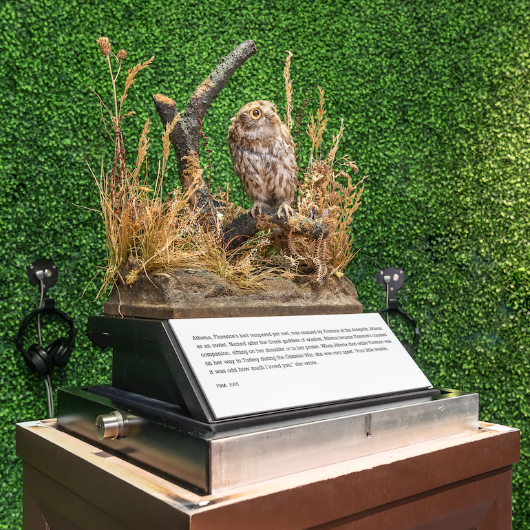 Athena - beloved Owl belonging to Florence Nightingale. Photo Credit: ©  Florence Nightingale Museum London.