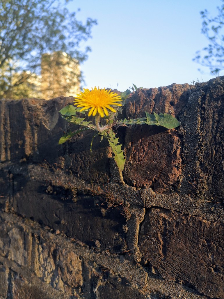 Dandelion growing in a brick wall near in Victoria Park, Bow, East London. Photo Credit: © Steve Fallon.