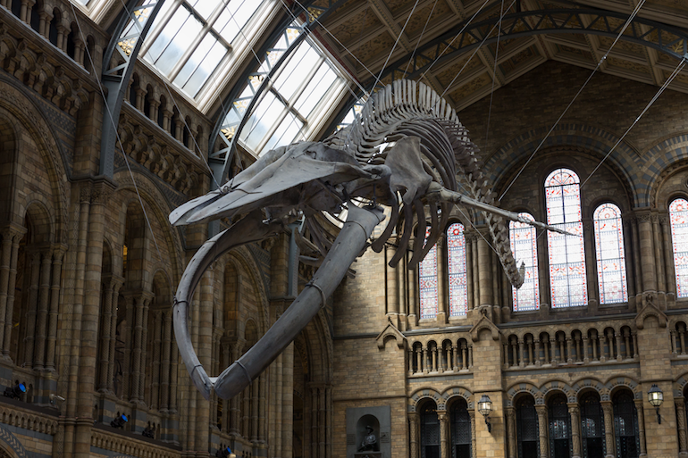 Gargantuan blue whale at Natural History Museum in London. Photo Credit: © Steveoc 86 via Wikimedia Commons.