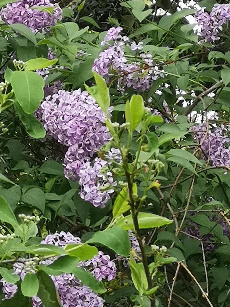 Lilacs in bloom, Bow, East London. Photo Credit: © Steve Fallon.