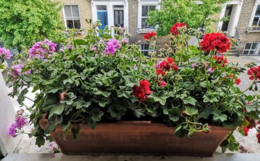 Windowbox on Chisenhale Road, Bow, East London. Photo Credit: © Steve Fallon.