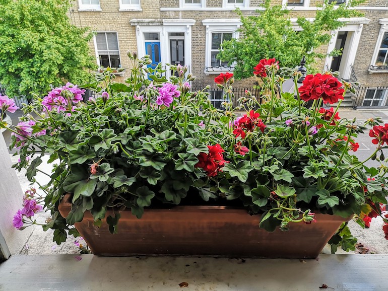 Windowbox on Chisenhale Road, Bow, East London. Photo Credit: © Steve Fallon.