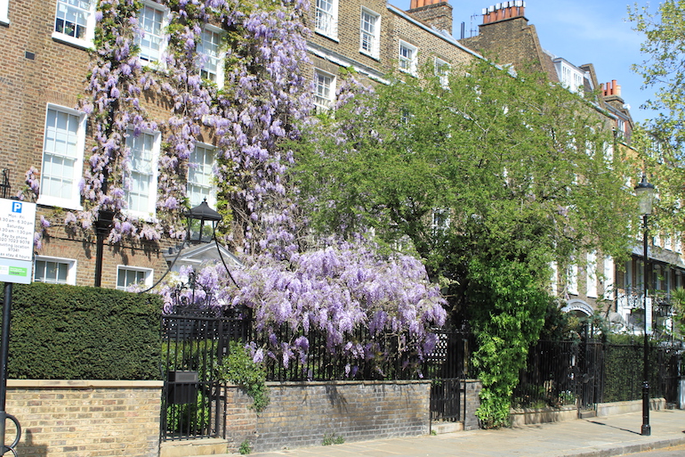 18th century houses in Cheyne Walk, fronting the River Thames, the site of Henry VIII’S manor house. Photo Credit: © Clare McCoy.