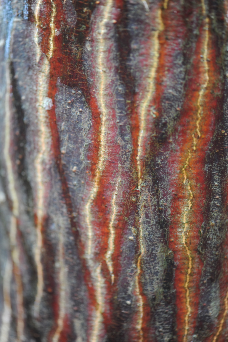 Intriguing bark. Photo Credit: © Karen Dawson.