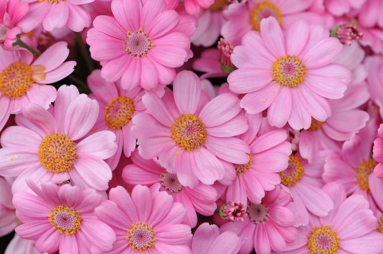 Pink aster flowers. Photo Credit: © Karen Dawson.