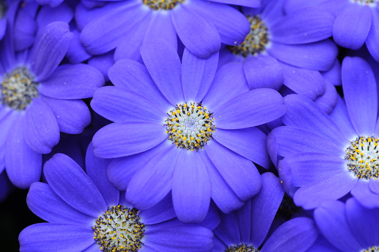 Purple aster flowers. Photo Credit: © Karen Dawson.