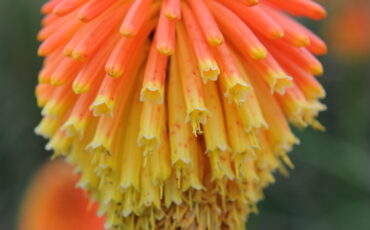 Red hot pokers flower. Photo Credit: © Karen Dawson.