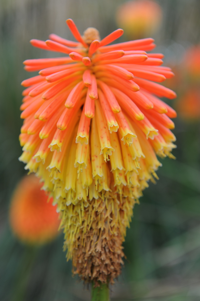 Red hot pokers flower. Photo Credit: © Karen Dawson.