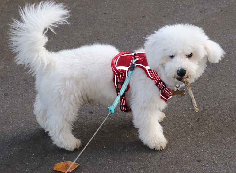 Eric, bichon frise on walk to Barking Abbey. Photo Credit: © Anne-Marie Walker.