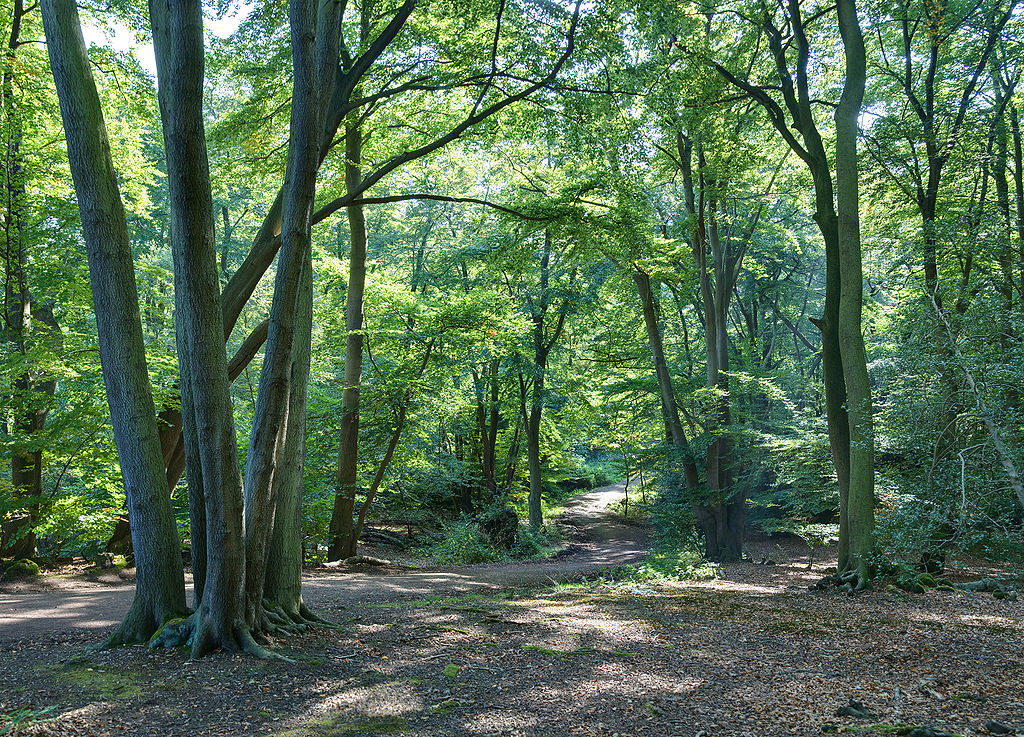 Epping Forest Centenary Walk. Photo Credit: © Diliff via Wikimedia Commons.