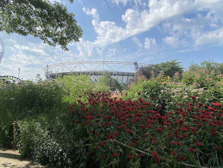 Wildflowers near London Stadium at Queen Elizabeth Olympic Park. Photo Credit: © Sarah Woods.